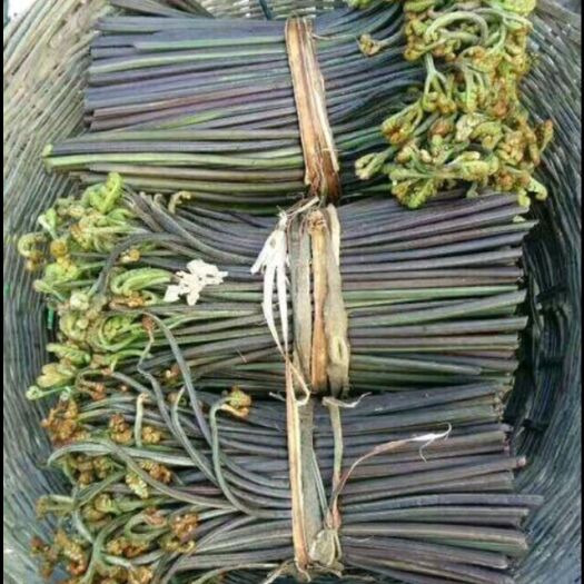 郴州野生蕨菜每天现摘，可供应300－500斤。