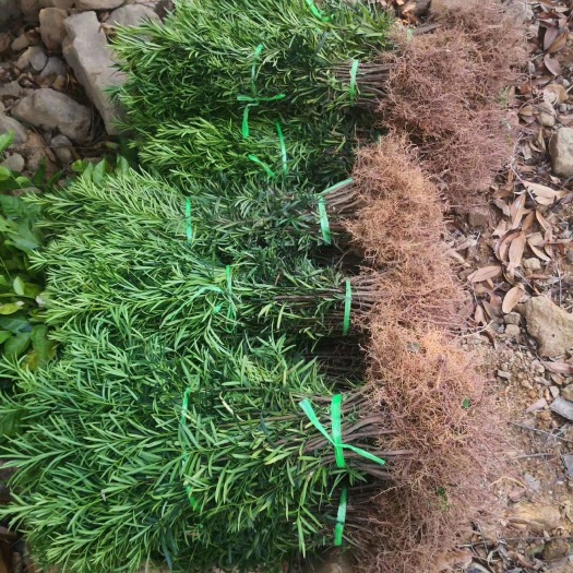 阳朔县小叶罗汉松，中叶罗汉松 ， 罗汉松小苗，可造型罗汉松。