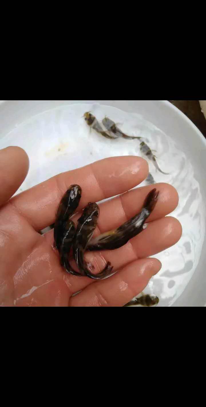 黄颡鱼  黄辣丁，成活率高，科学运输，科学养殖，养殖无忧