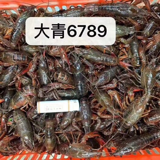 潜江市潜江小龙虾中青大青中红大红带炮头餐饮用批发: