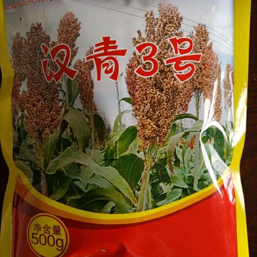 青县高粱种子  汉青三号株高1.8米，积温两千六，亩产一千三至一