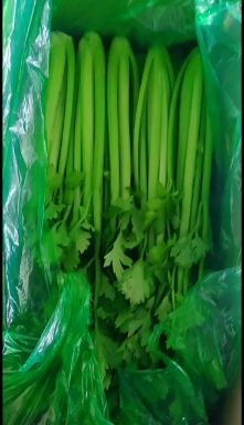 西芹  芹菜质量保证河北邯郸永年专业工人割菜