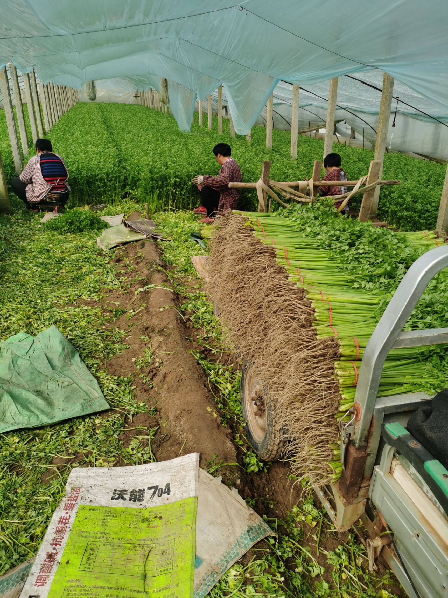 山芹  山东聊城 芹菜大量上市中 优质香芹 产地直供商超、批