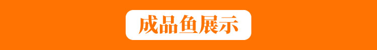 澳洲淡水龙虾苗 澳龙虾苗 蓝色小龙虾苗 蓝龙虾苗
