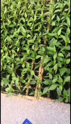 朝天椒苗  茶氏育苗基地常年供应各种各样辣椒，欢迎全国各地询