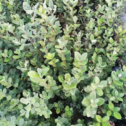 会同县菲油果苗 菲油果费油果斐济果大小苗批发