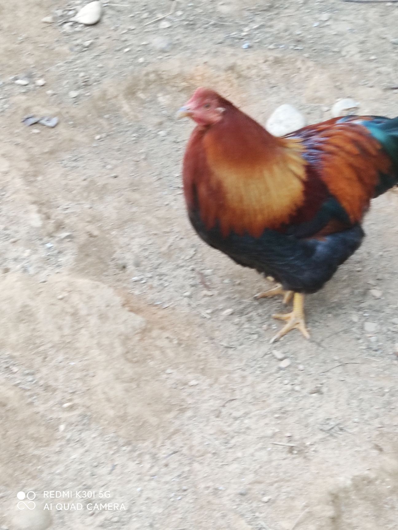 山鸡  山地鸡，，肉质鲜嫩，甜口感很好