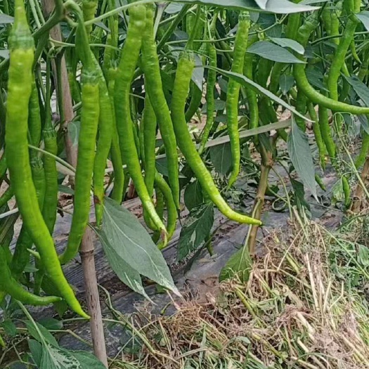 眉山线椒苗，杂交辣椒苗，菜椒苗，出售各种蔬菜苗