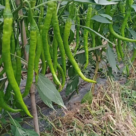 线椒苗，杂交辣椒苗，菜椒苗，出售各种蔬菜苗