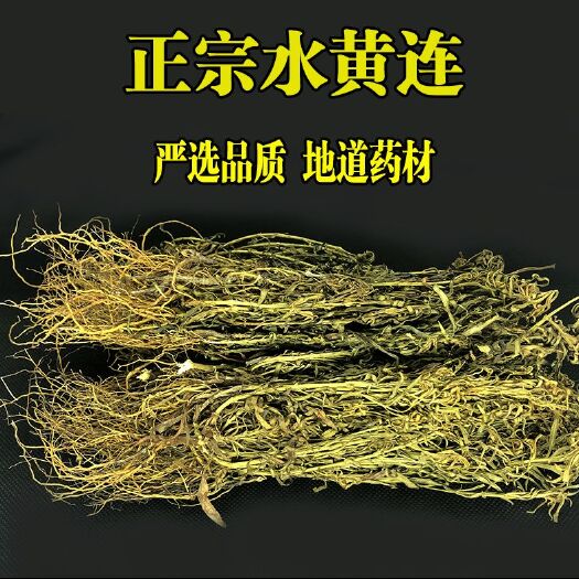 正宗水黄连批发鱼胆草名贵药材水灵芝