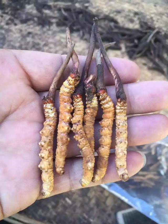 虫草  新鲜冬虫夏草
