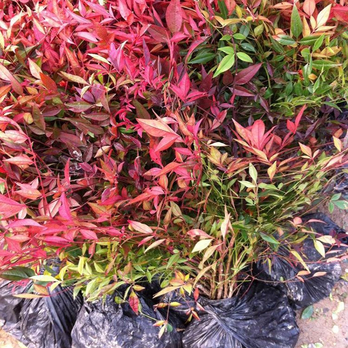 绿化苗木南天竹庭院植物绿化苗南天竹苗南天竺红天竹盆栽盆景耐寒