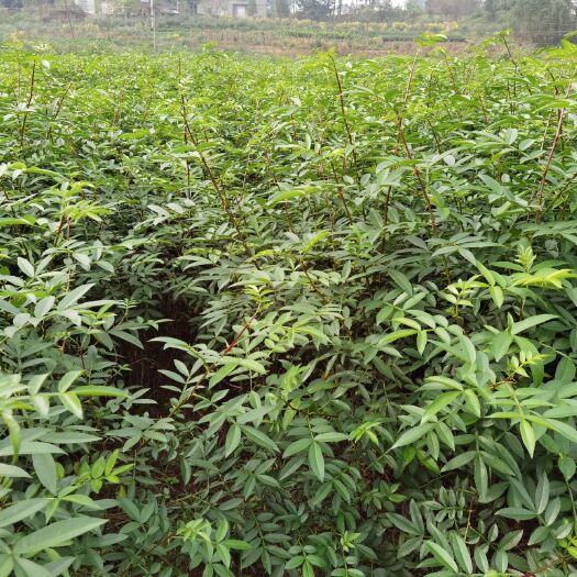 重庆市基地批发九叶青花椒苗 藤椒苗 天知椒花椒苗大红袍 量大从优