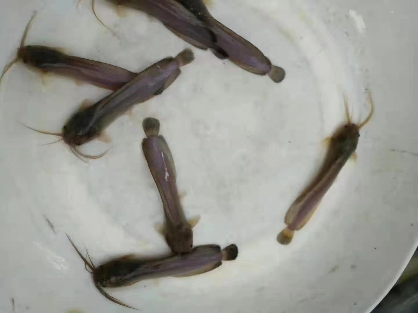 塘鲺苗  塘角鱼苗，抵抗能力强，生长快，量大从优，全程技术指导。