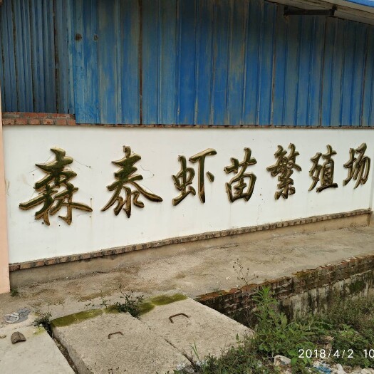勐腊县罗氏沼虾苗  云南森泰水产开发有限公司，优质罗氏虾苗。