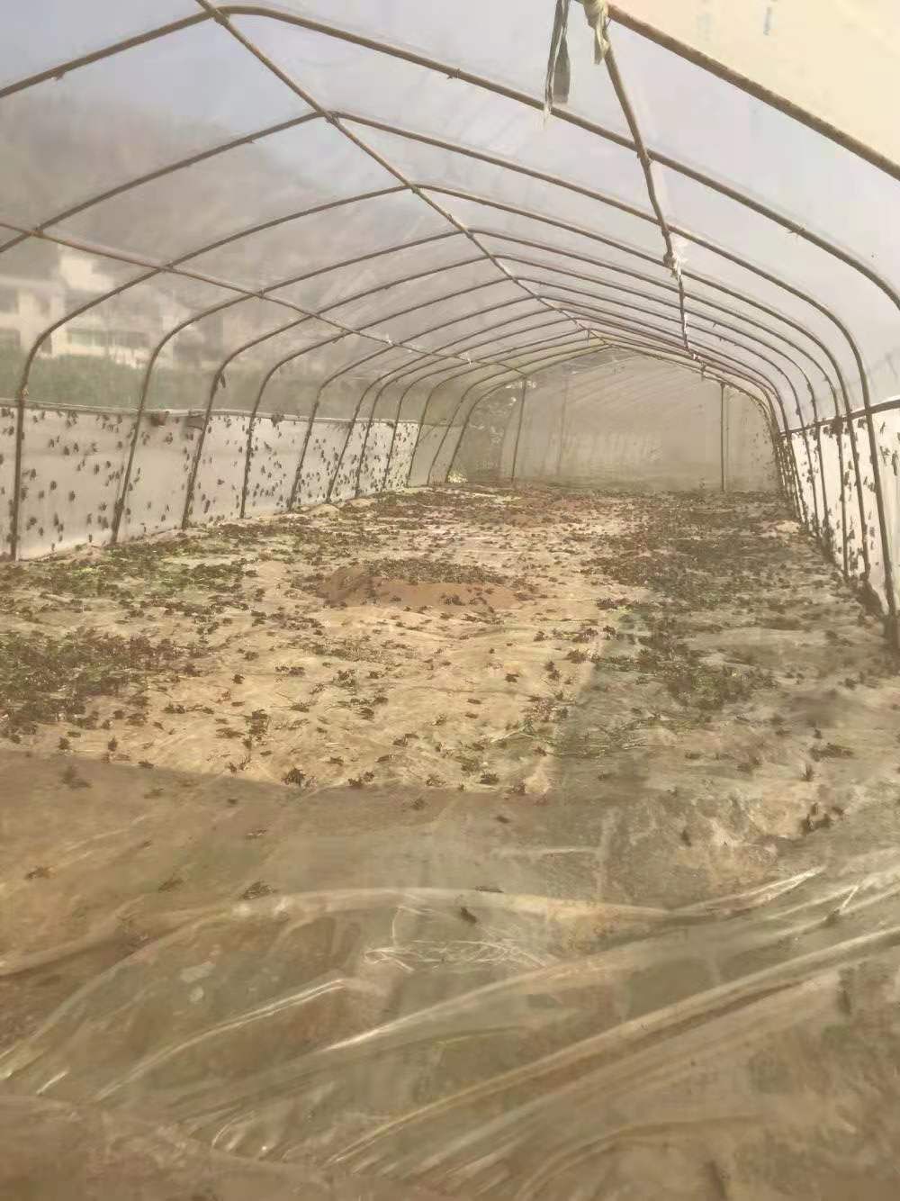 东亚飞蝗（母虫）