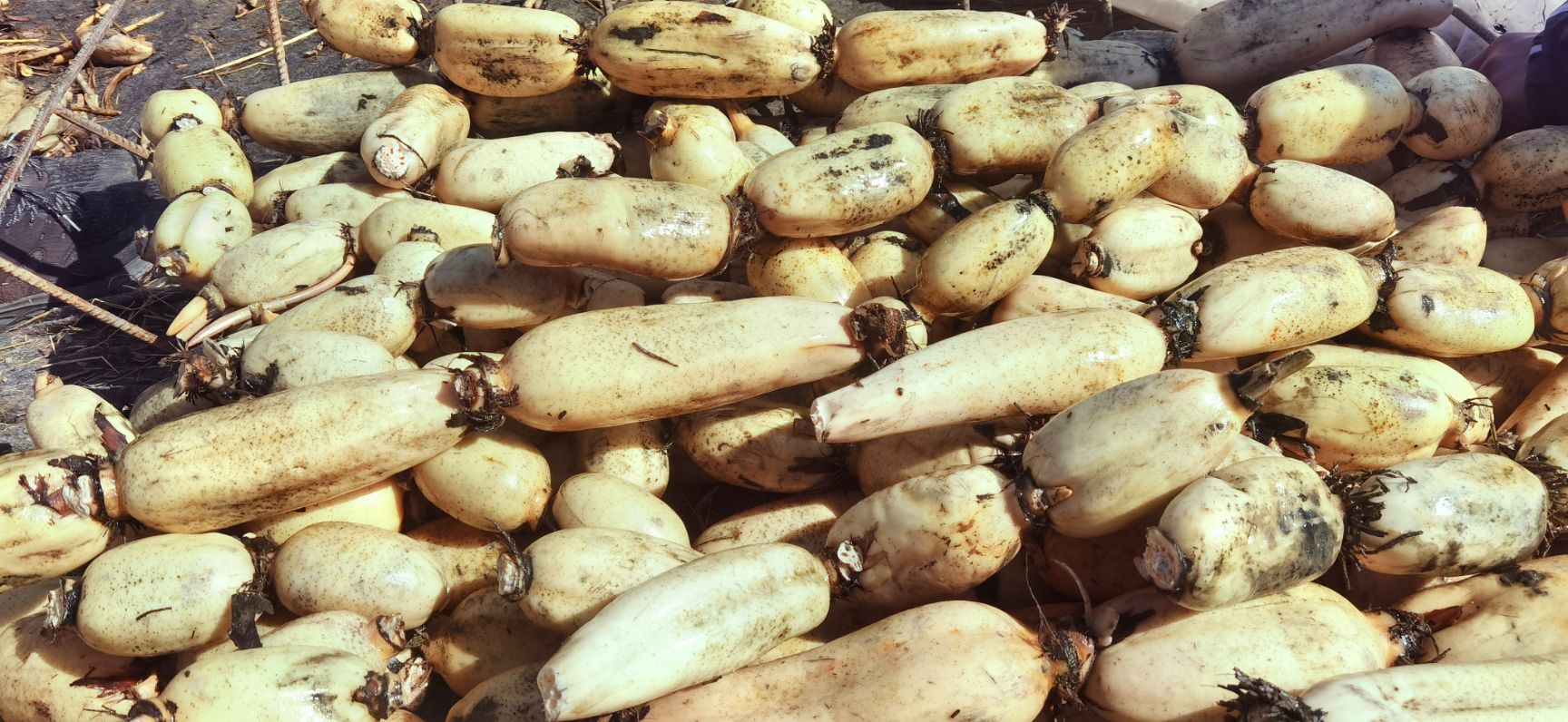 鄂莲6号 山东省菏泽市东明县 水洗藕 