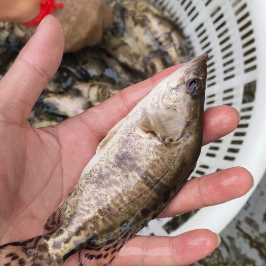 南宁 桂鱼苗，鳜鱼苗，场地直销，一手货源，