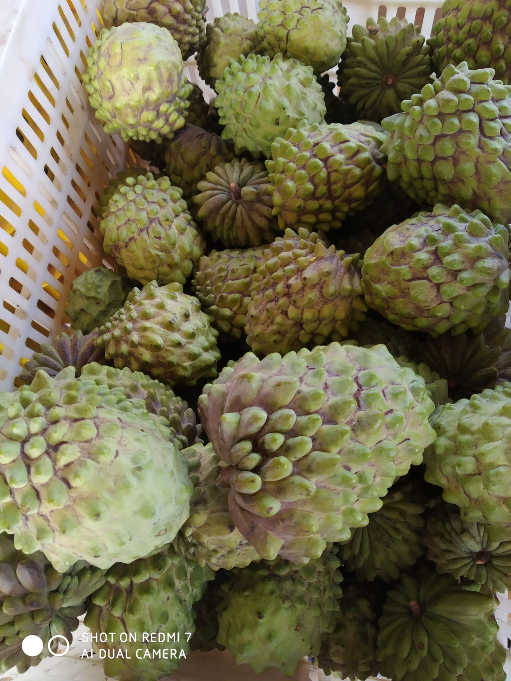 释迦果 广东省茂名市高州市 地头通货 