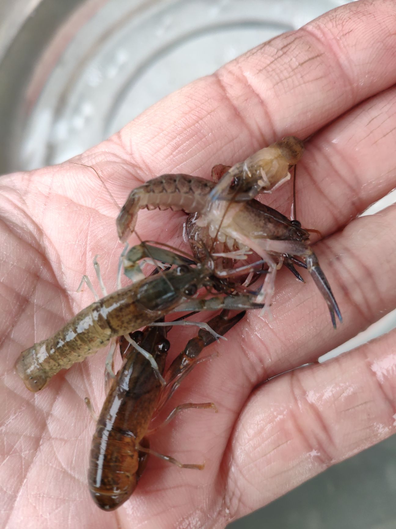 澳洲龙虾  澳州淡水龙虾苗 澳洲小龙虾苗 蓝龙虾苗