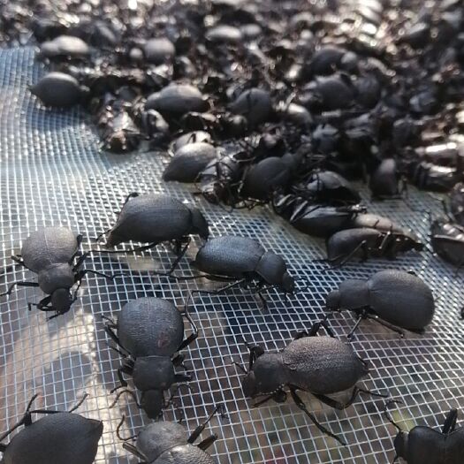 洱源县九香虫 喙尾琵琶甲  高脚虫  臭壳虫