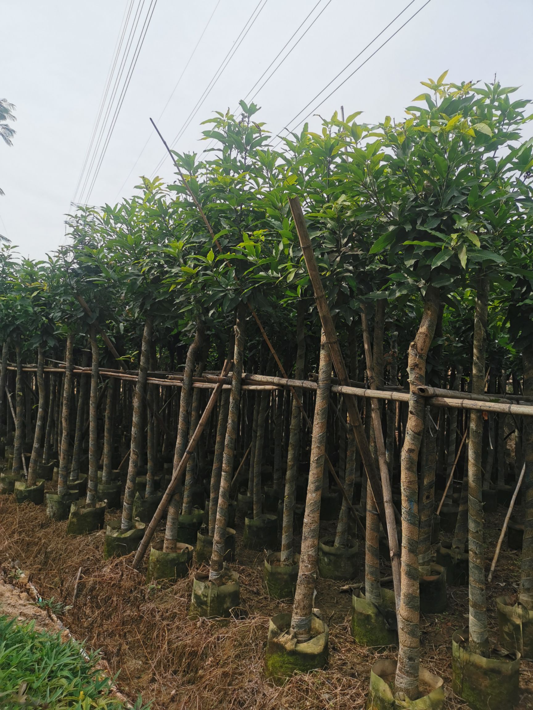芒果苗  芒果树移植苗8公分 10公分
