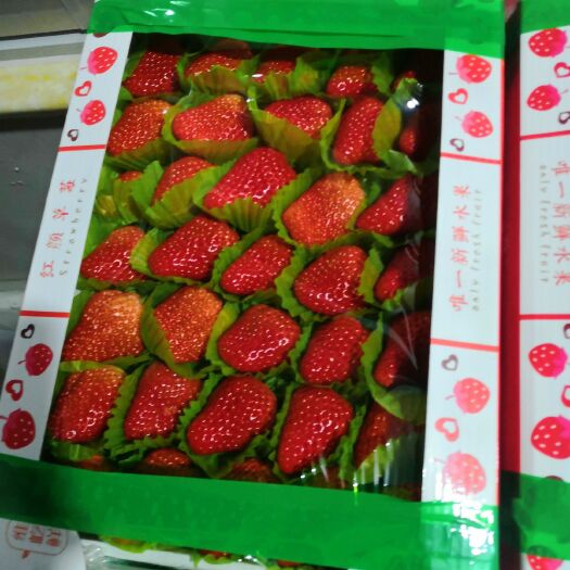 东港市 辽宁丹东奶油草莓，种植直销，快递一件代发，诚信合作