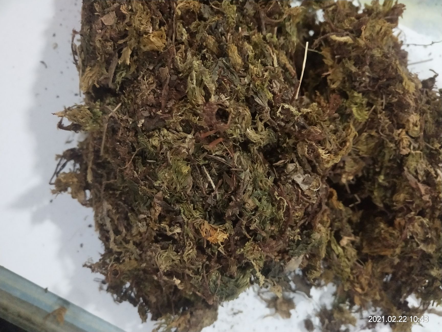 回心草（药材）  云南回心草干货正品包邮到家真实拍摄包邮到家