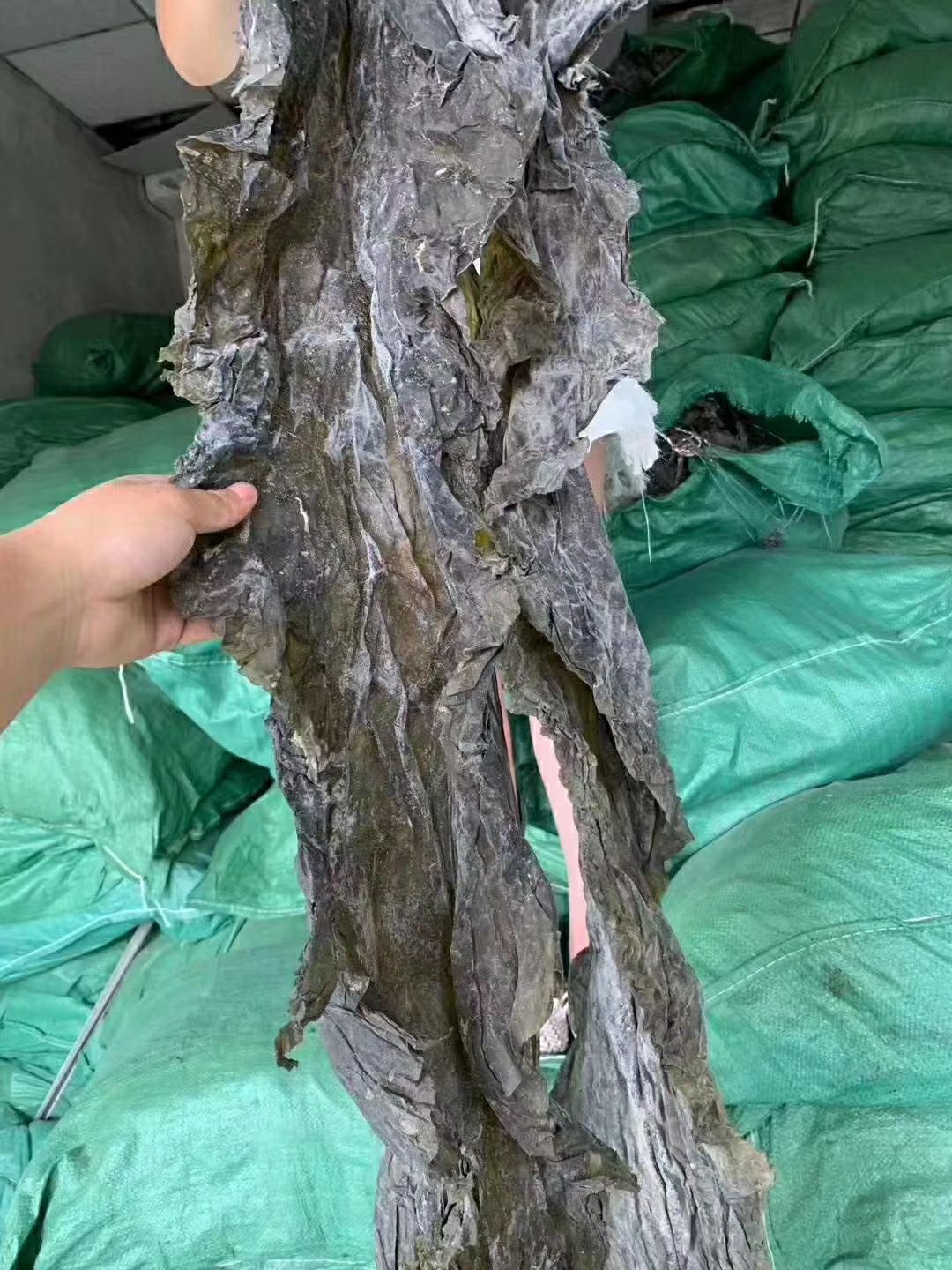 鲜海带  山东海带 中期海带 成色好 宽厚易煮透 品质保证