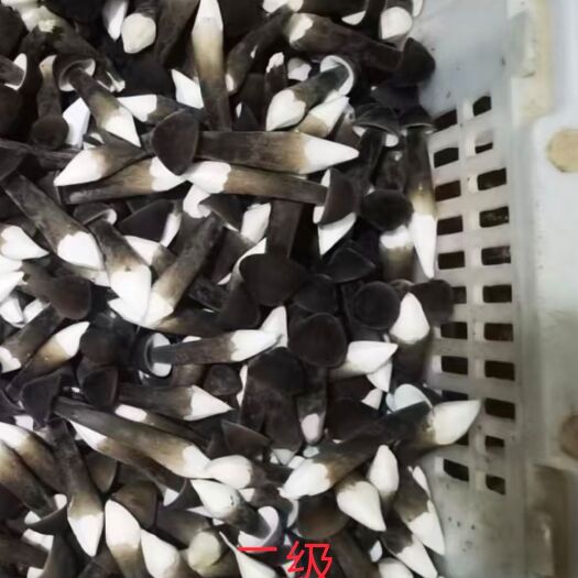 梁山县鸡枞菌  产品质量保证新鲜量大，欢迎老板联系！