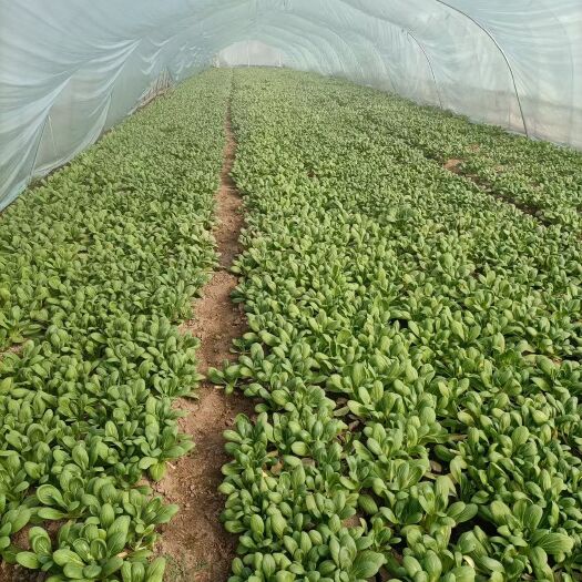 淮北上海青  小青菜四季青蔬菜农户直供急等出售。