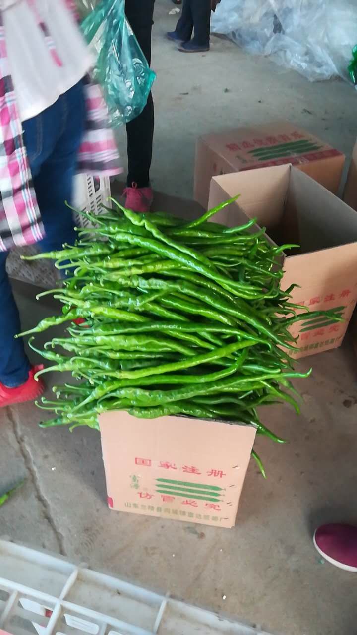 精品线椒，大量上市，质量保证，有需要联系我。