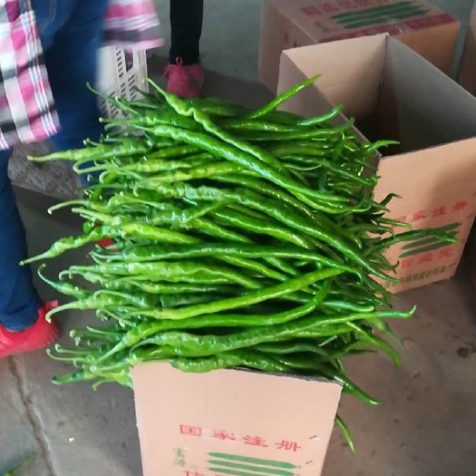 兰陵县精品线椒，大量上市，质量保证，有需要联系我。