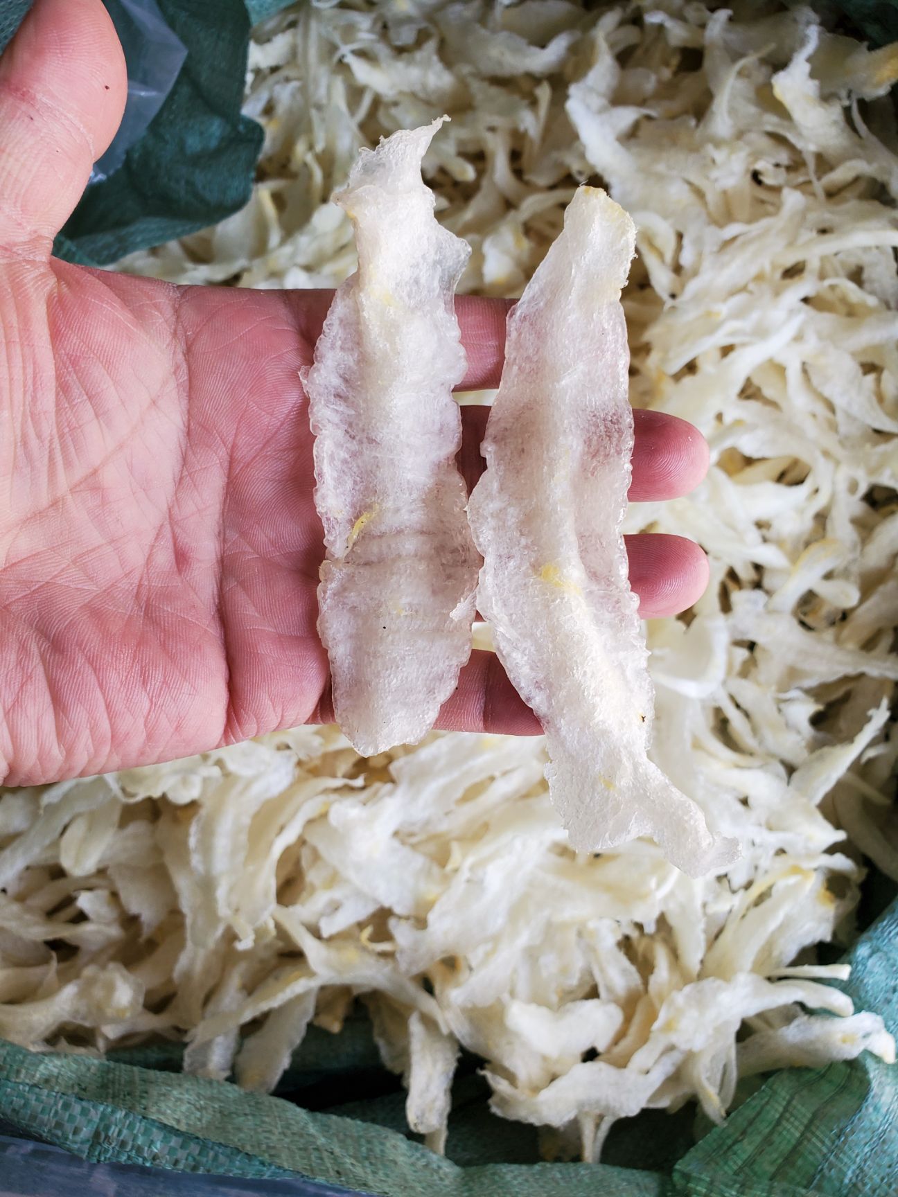 花胶鱼胶黄花胶金龙鱼胶，巴沙鱼胶条一斤120条左右