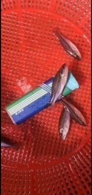 南宁加州鲈鱼苗 加洲鲈鱼苗，长年出售大小规格苗，渔场直销，