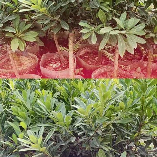 普宁市杨梅树苗