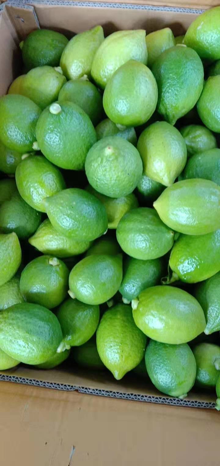 广东无籽香水柠檬一级青果