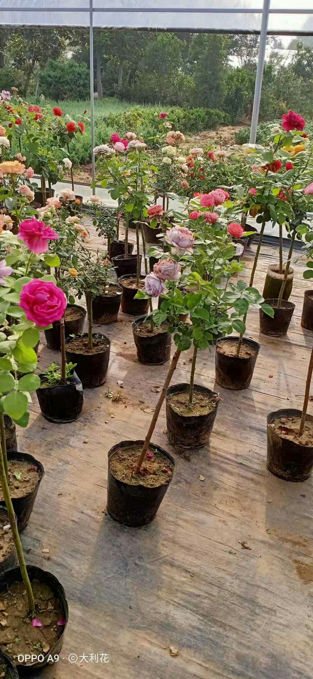 树状月季 树桩月季双色单瓣重瓣花色多