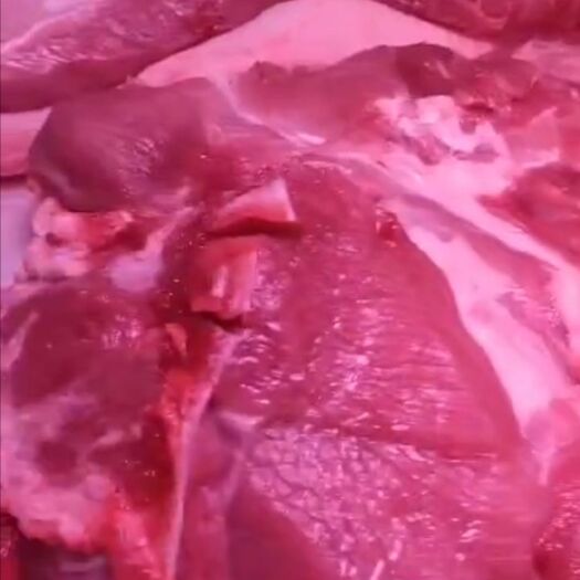大庆猪肉  生猪，劈半，猪下水（单聊），量大代价来联系