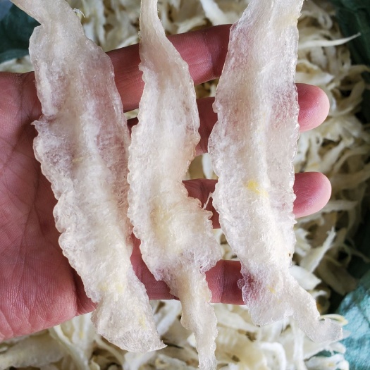 北海花胶鱼胶黄花胶金龙鱼胶，巴沙鱼胶条一斤120条左右