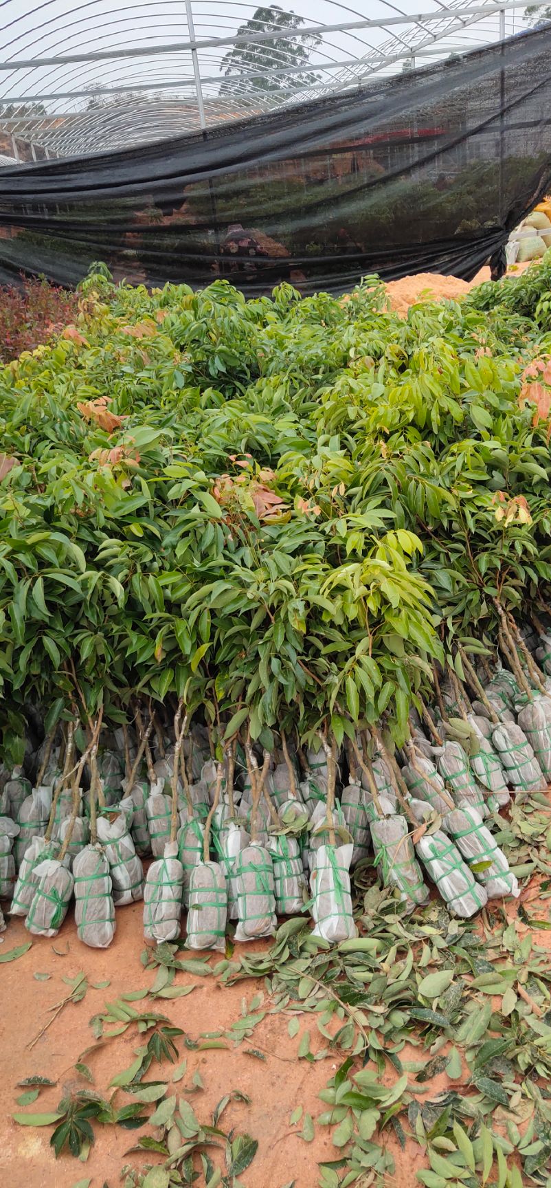 无核荔枝苗  荔枝苗