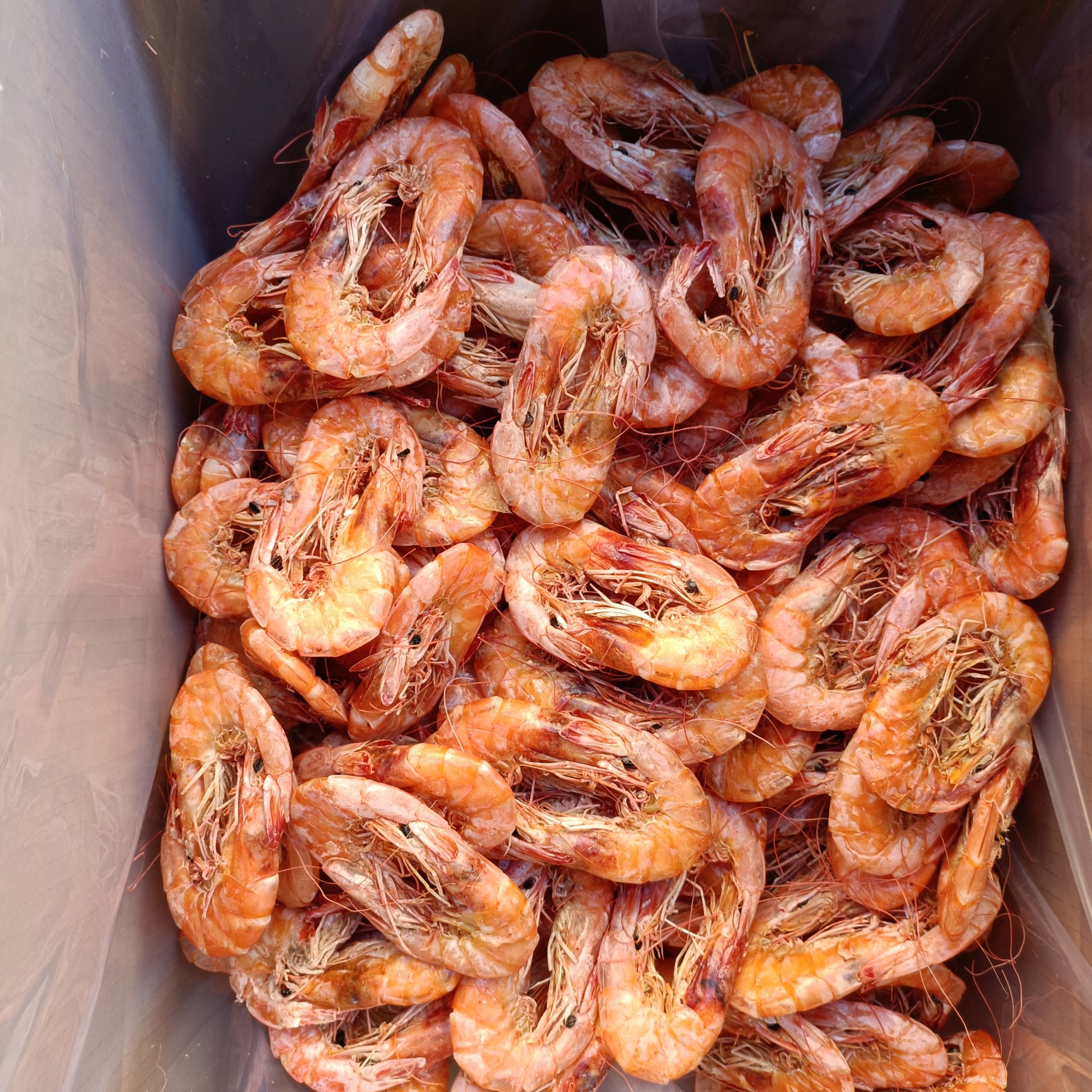 [对虾干批发]对虾干 精品烤干虾海水虾活虾加工烤干虾价格700元/箱