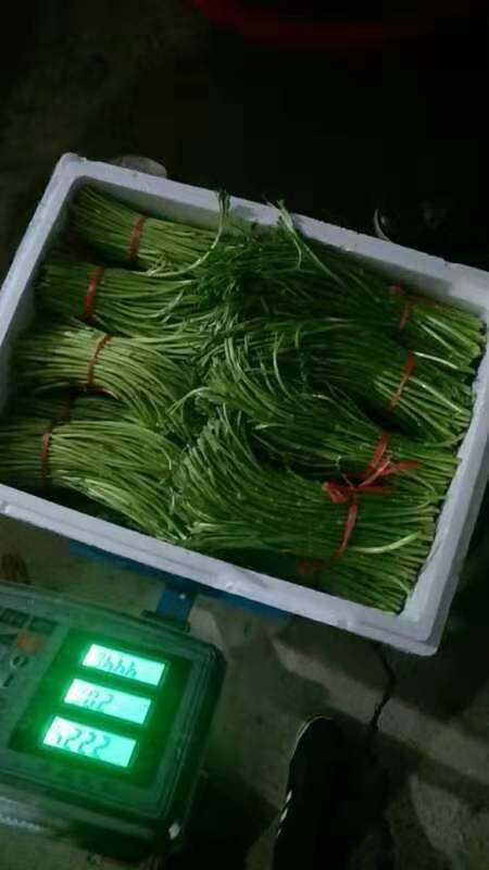黄石藜蒿 25~30cm