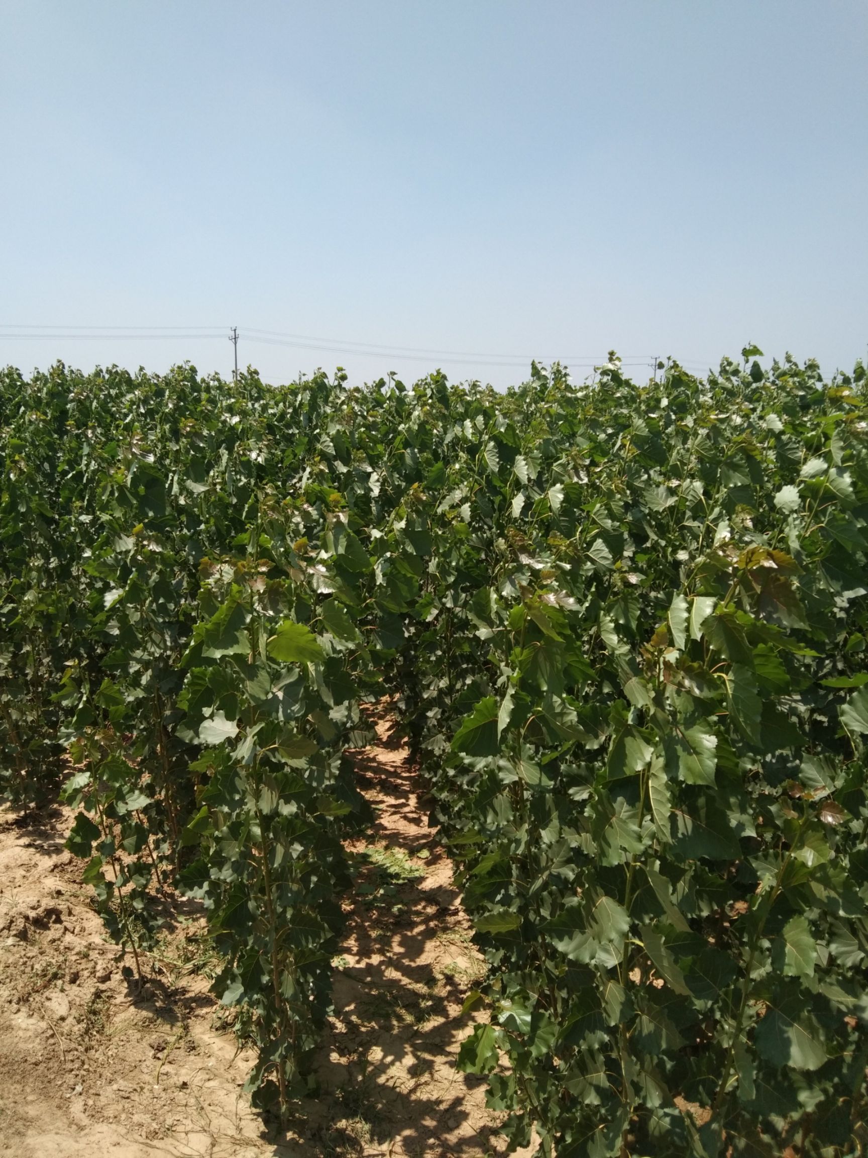 无絮杨 山东临清杨树苗基地大量出售各种规格杨树苗