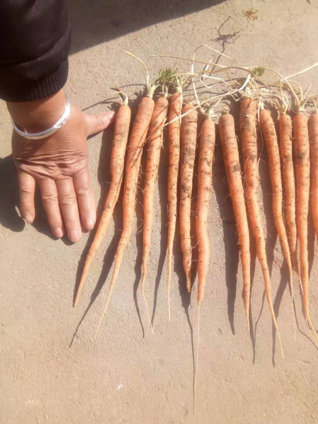 红皮胡萝卜 供应量大