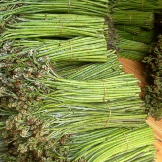 古蔺县 野生蕨菜有丰富的营养价值，我们农村老人是从它的头到根都吃过，