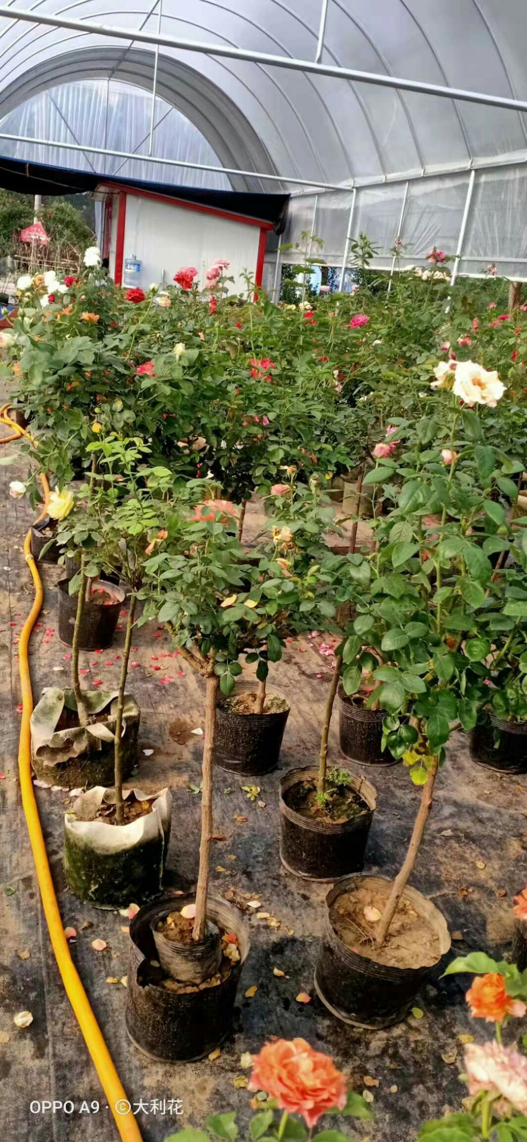 树状月季 树桩月季双色单瓣重瓣花色多