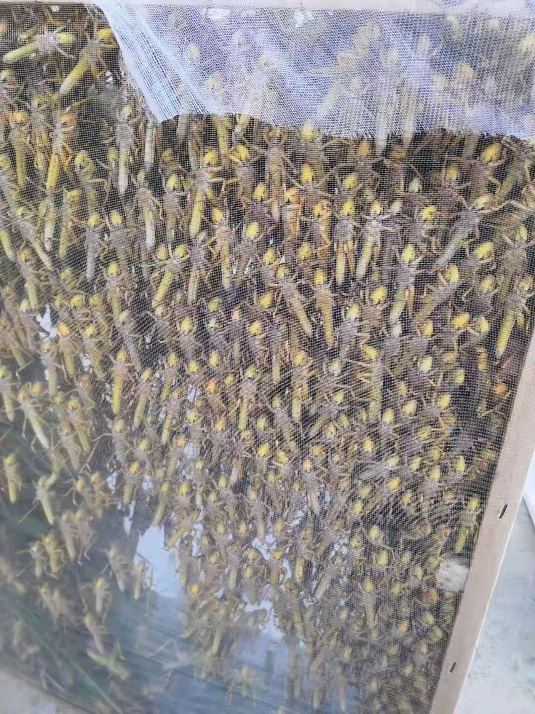  东亚飞蝗（公虫）