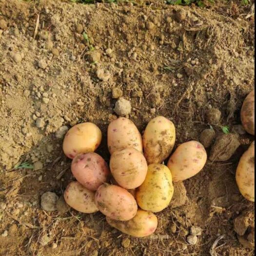 山丹县大西洋土豆大量出售