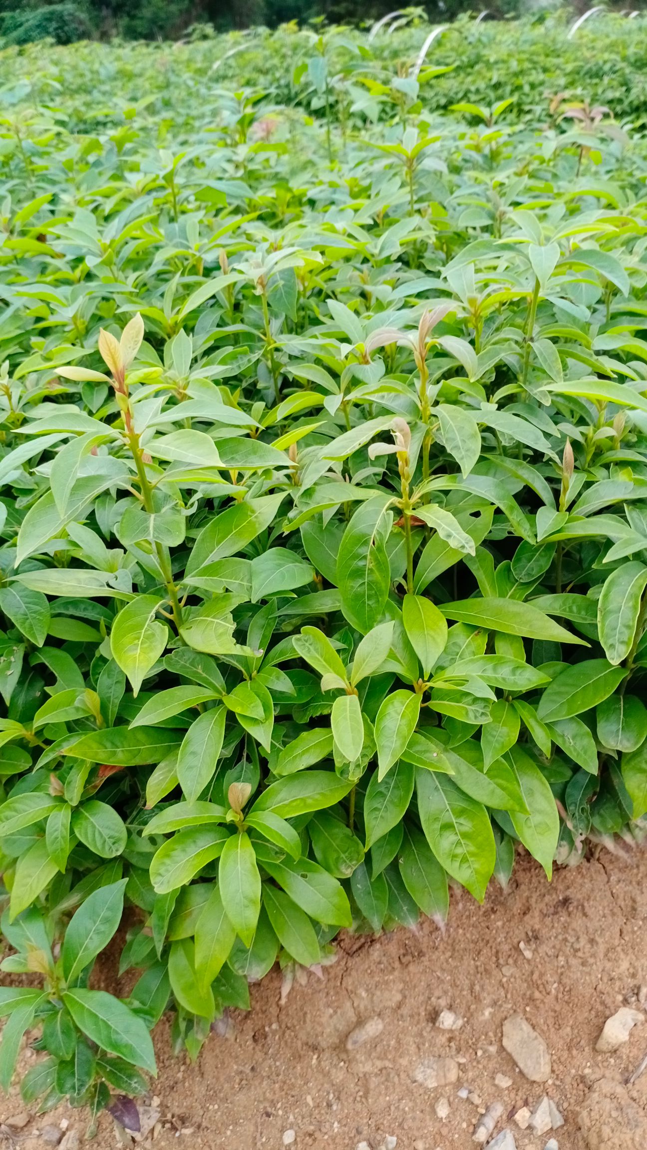 优质香樟苗香樟树苗四季常青樟树苗1年大小香樟小苗